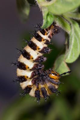 Prepupa larva of Catacroptera cloanthe